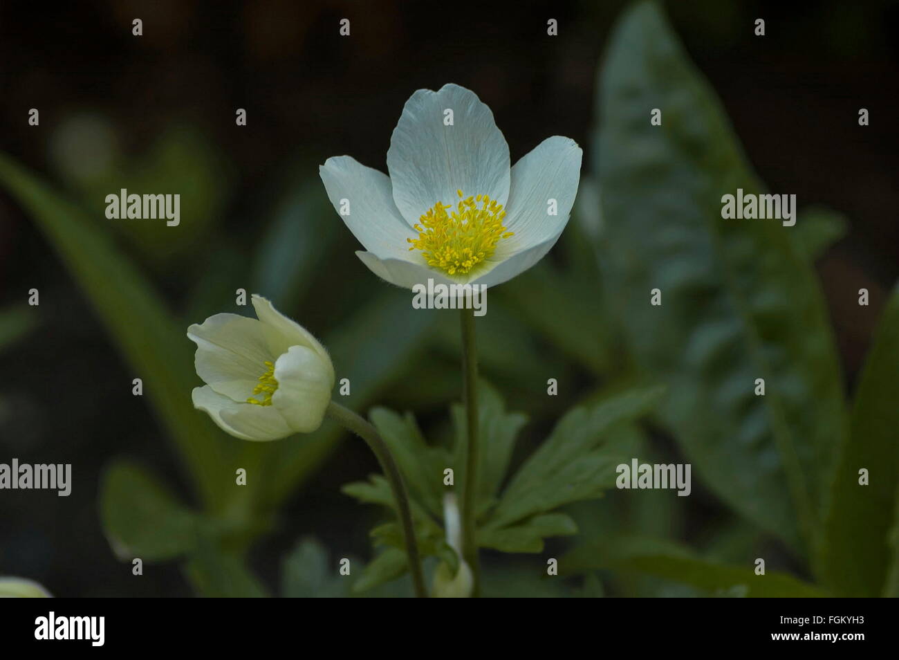 Avens di montagna dryas octopetala, che cresce nel giardino, Sofia, Bulgaria Foto Stock