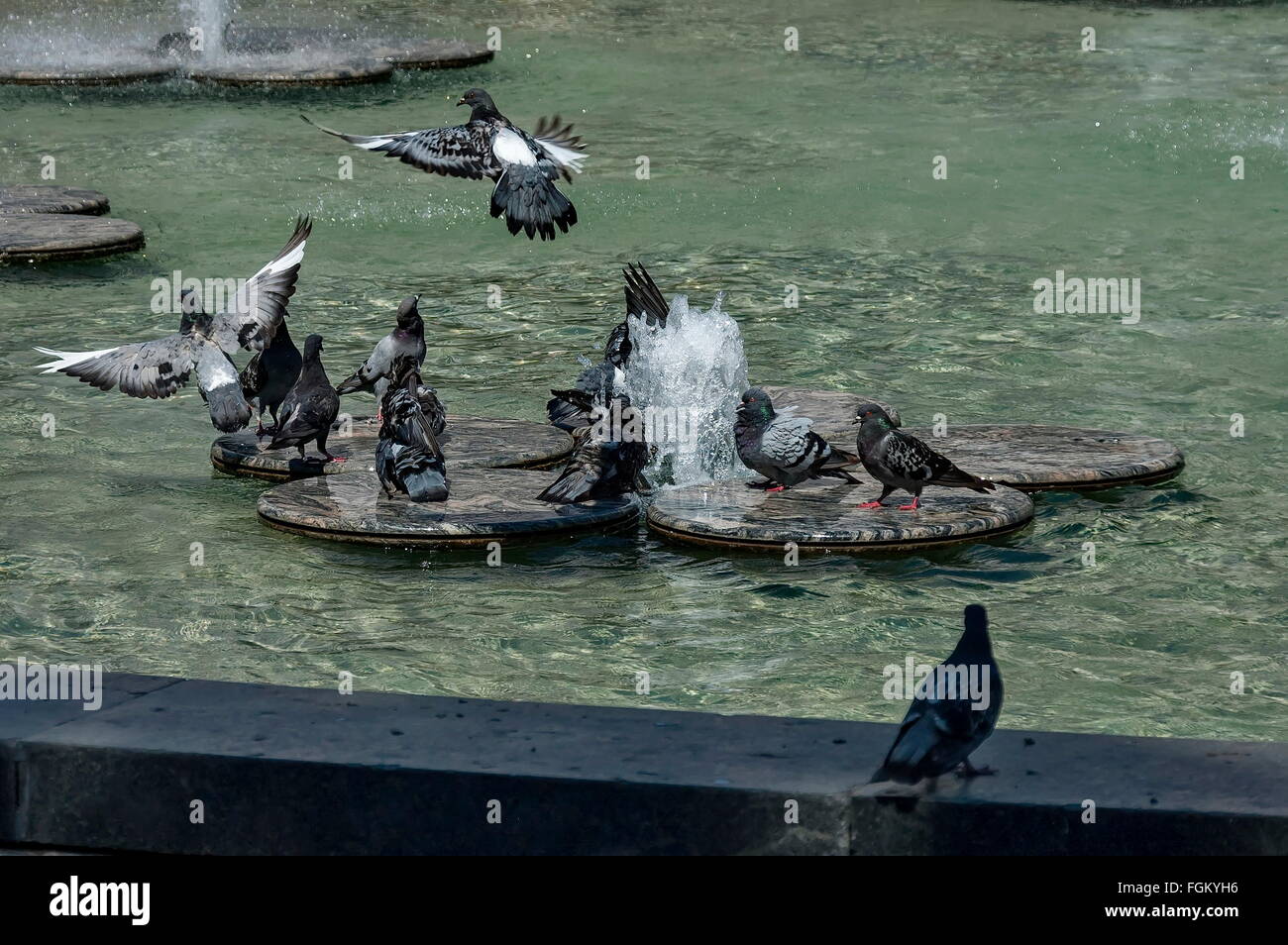 Variegata di piccione o colomba bagnarsi nella fontana di Plovdiv, Bulgaria Foto Stock