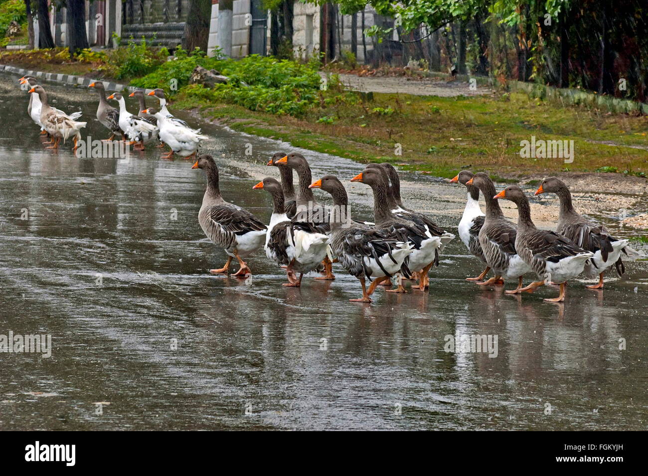 Gruppo di molte le anatre domestiche tornare sotto la pioggia a casa Foto Stock