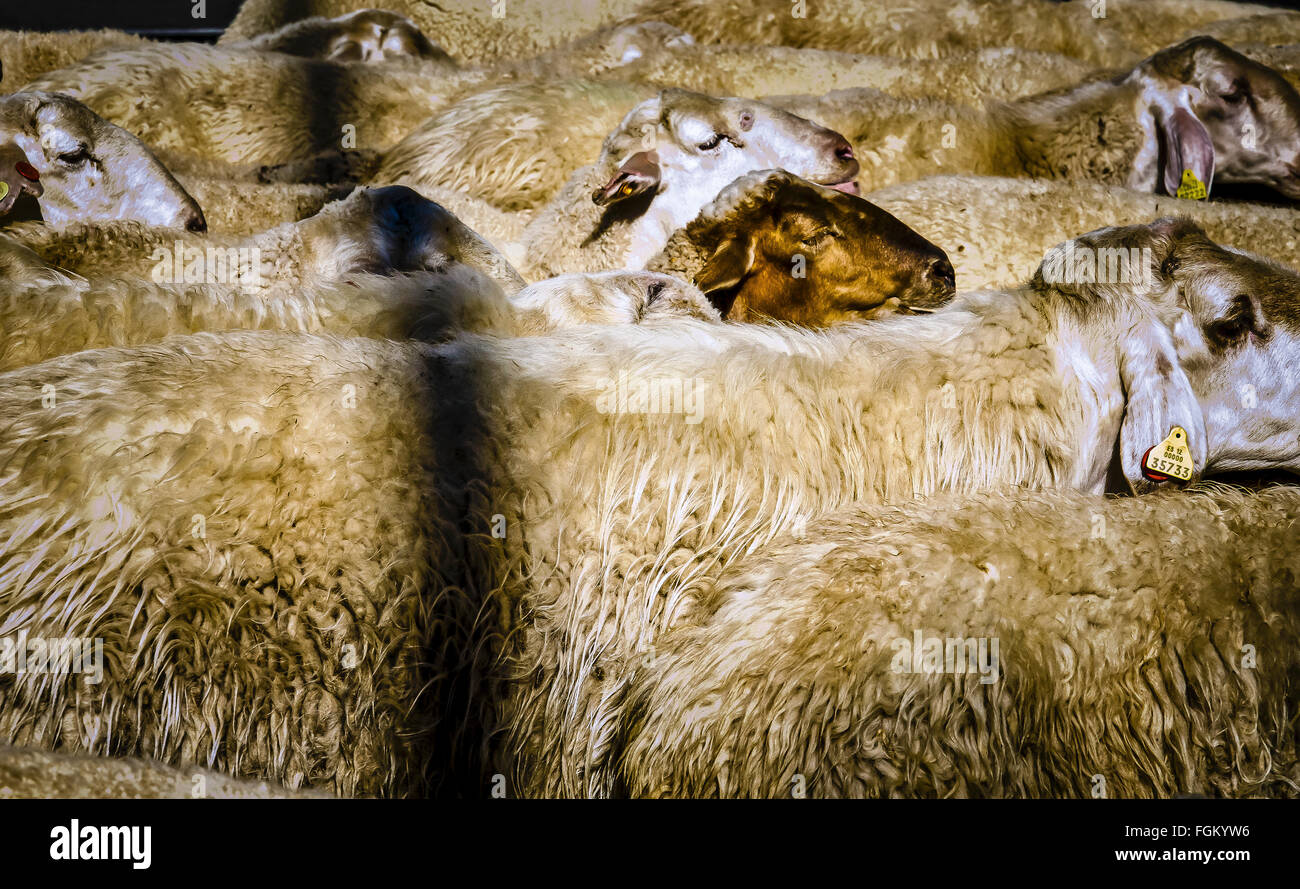 Vista di una pecora nella città di Madrid, Spagna Foto Stock