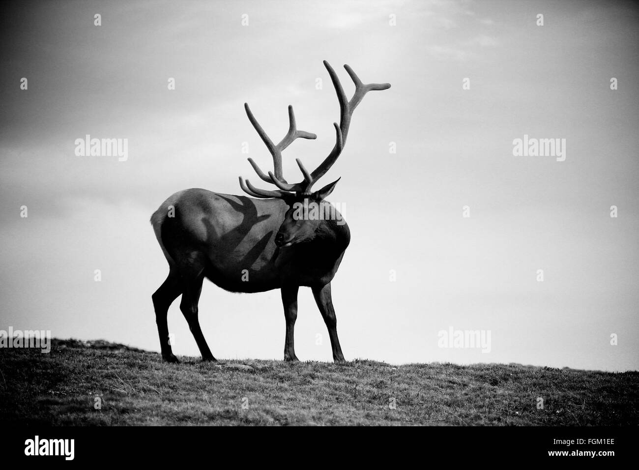 Bull Elk sulla Tundra in bianco e nero del Rocky Mountain National Park, COLORADO Foto Stock