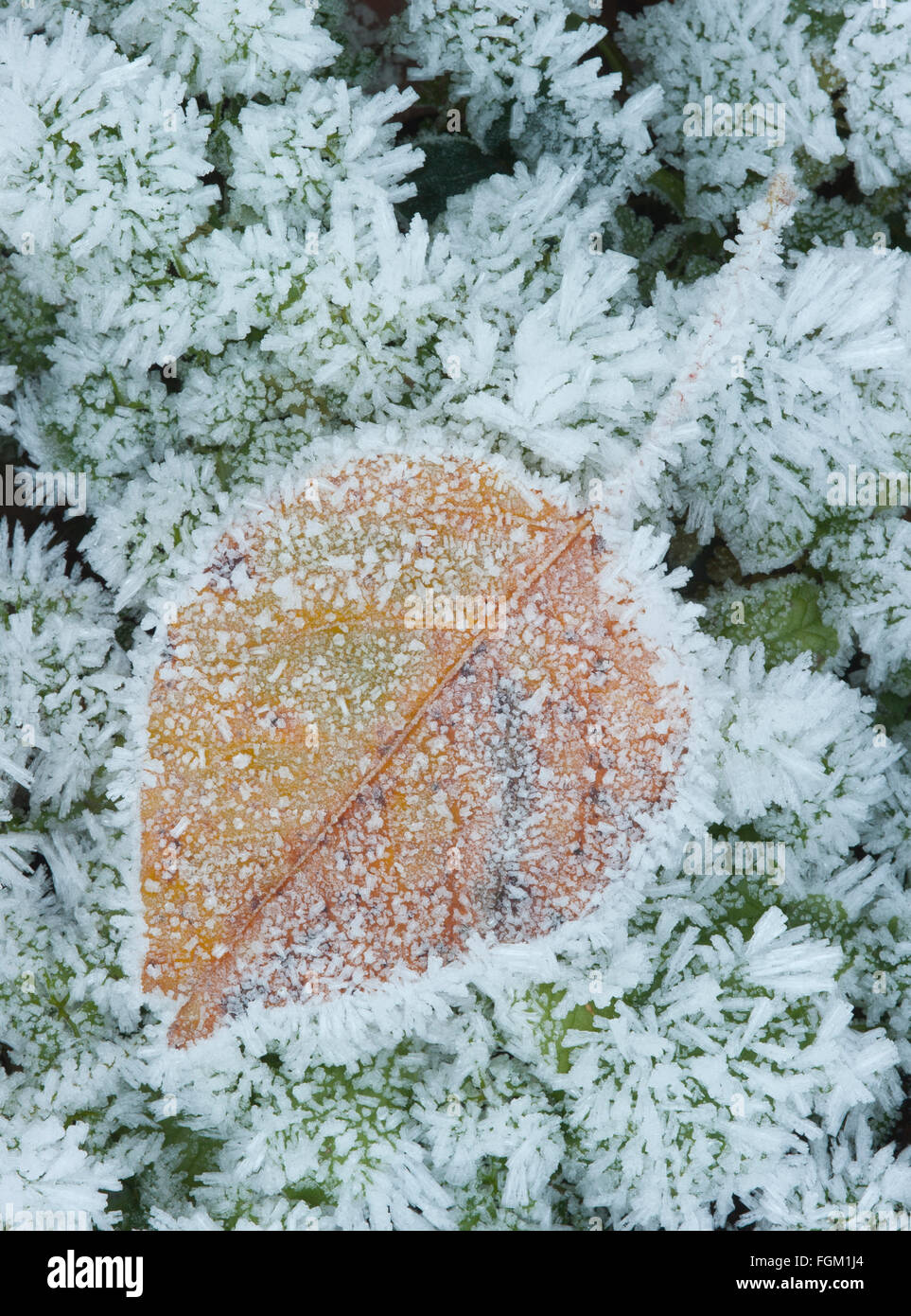 Pesanti i cristalli di brina sulla foglia caduta ed erbe, Cascade Mountains, Washington, inverno Foto Stock