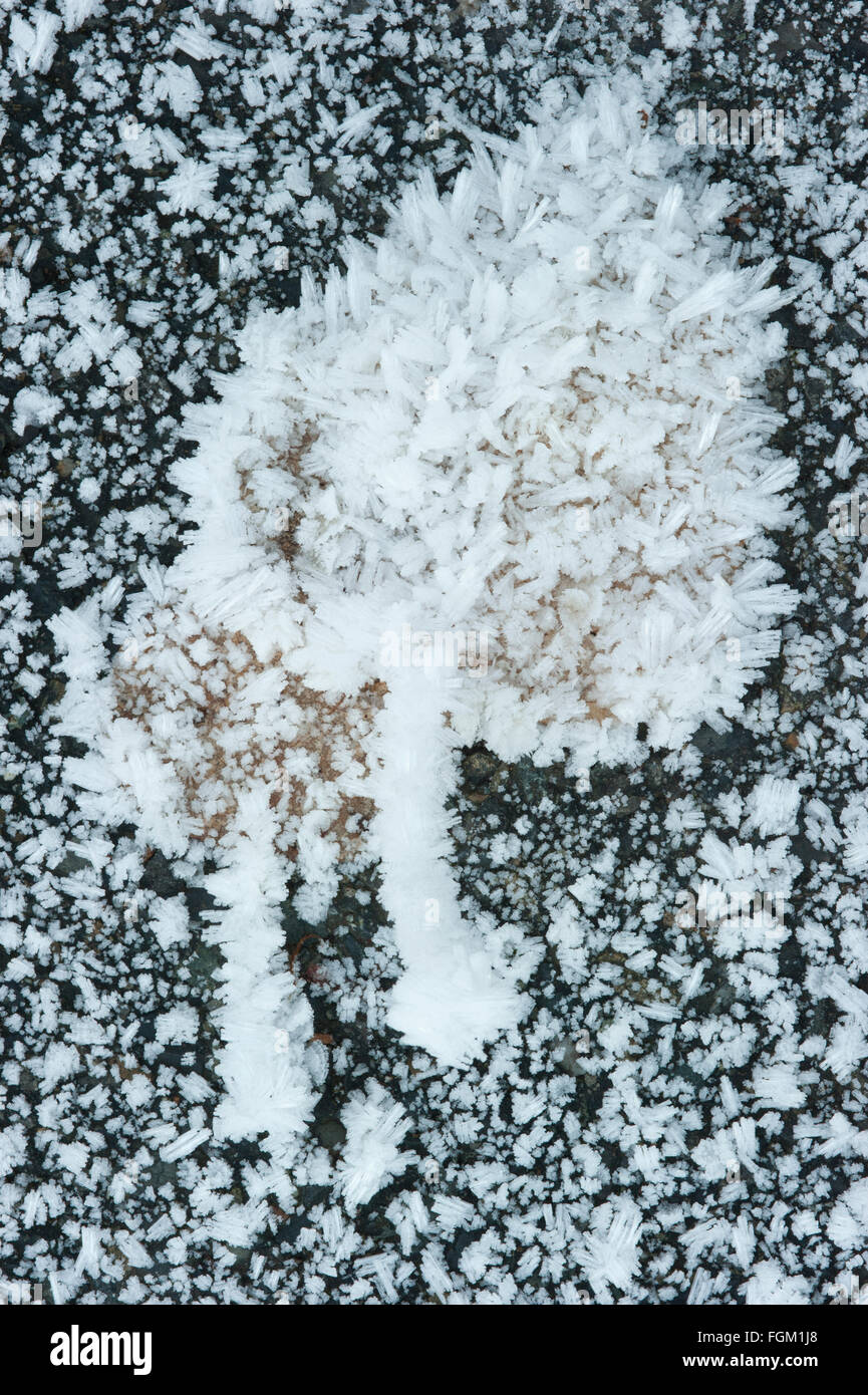 Pesanti i cristalli di brina sulla foglia caduti, Cascade Mountains, Washington, inverno Foto Stock