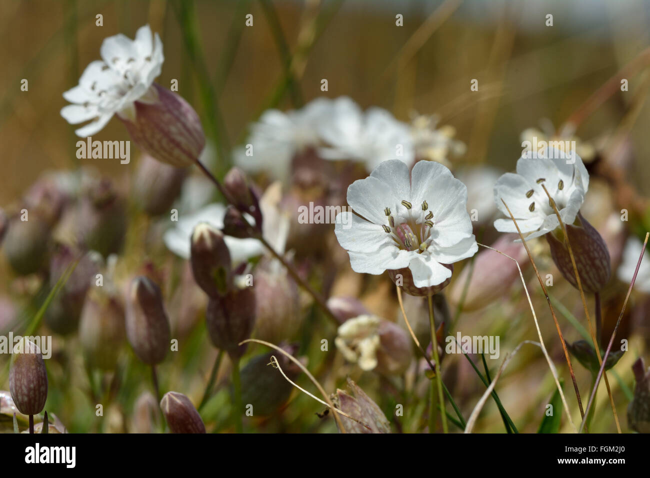 Mare campion (Silene vulgaris) in fiore. Un delicato fiore nella famiglia Caryophyllaceae, visto da un angolo basso tra l'erba Foto Stock