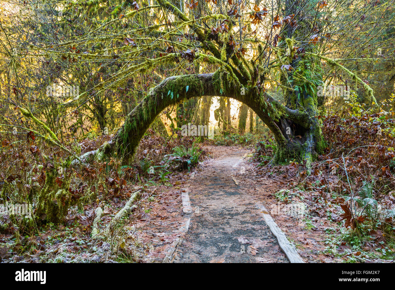 La Hoh foresta pluviale del Parco Nazionale di Olympic nello Stato di Washington. Foto Stock