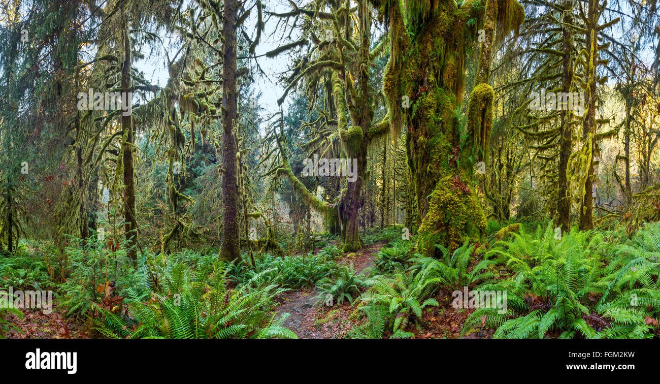 La Hoh foresta pluviale del Parco Nazionale di Olympic nello Stato di Washington. Foto Stock