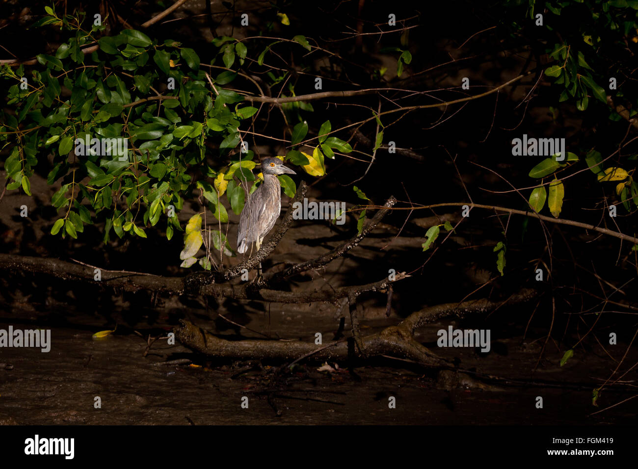 Immaturo giallo-incoronato Night-Heron, Nyctanassa violacea, nella foresta di mangrovie accanto a Rio Grande, Cocle Affitto provincia, Repubblica di Panama. Foto Stock