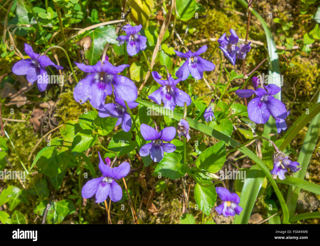 Cane comune viola (Viola riviniana) cresce in una riserva naturale in Herefordshire campagna Foto Stock