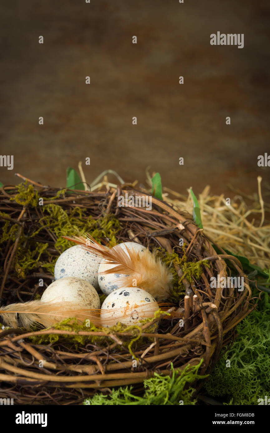 Punteggiate di piccole uova di uccello giacente in un nido Foto Stock