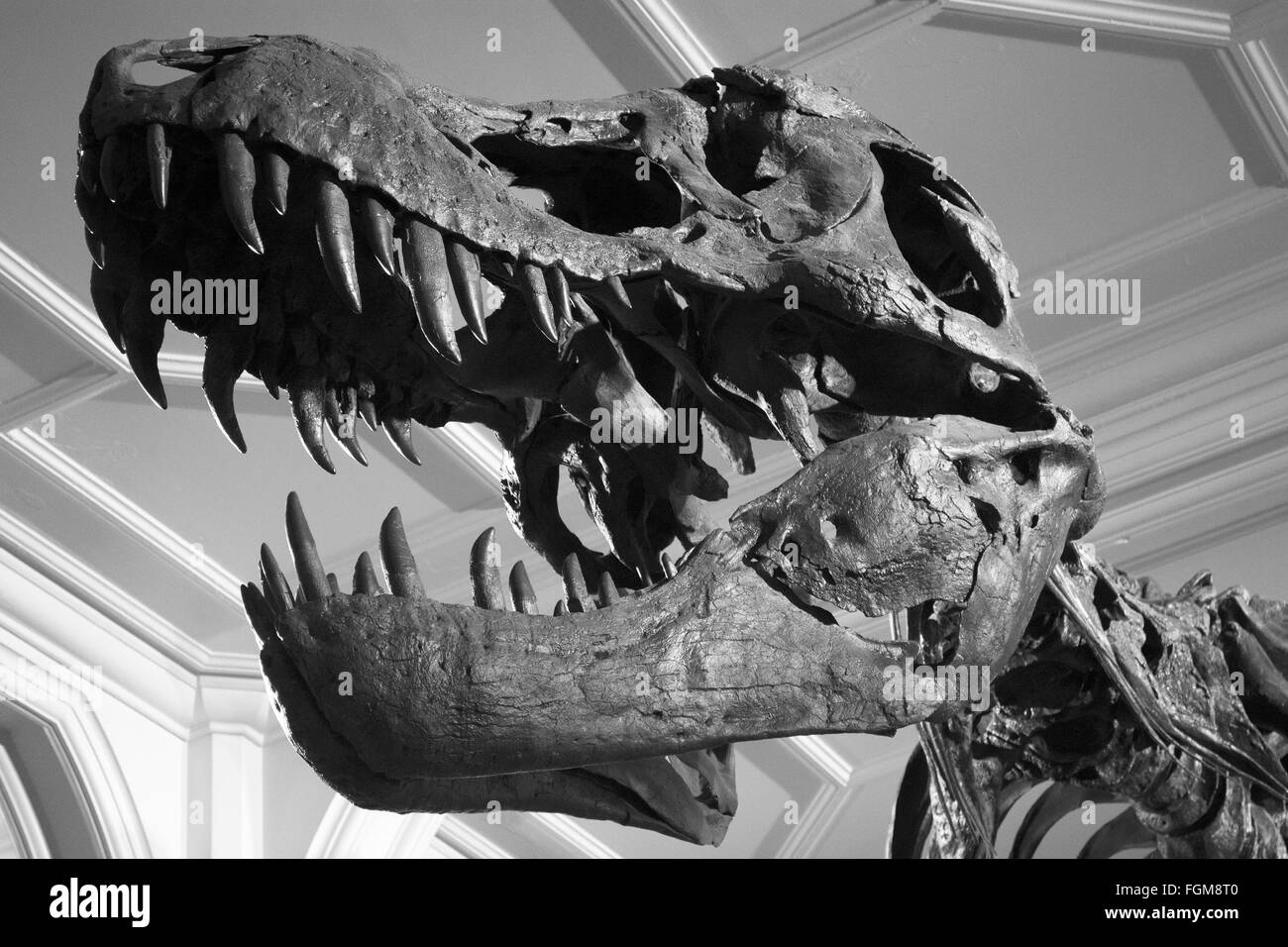 T-Rex skeleton a Manchester Museum Foto Stock