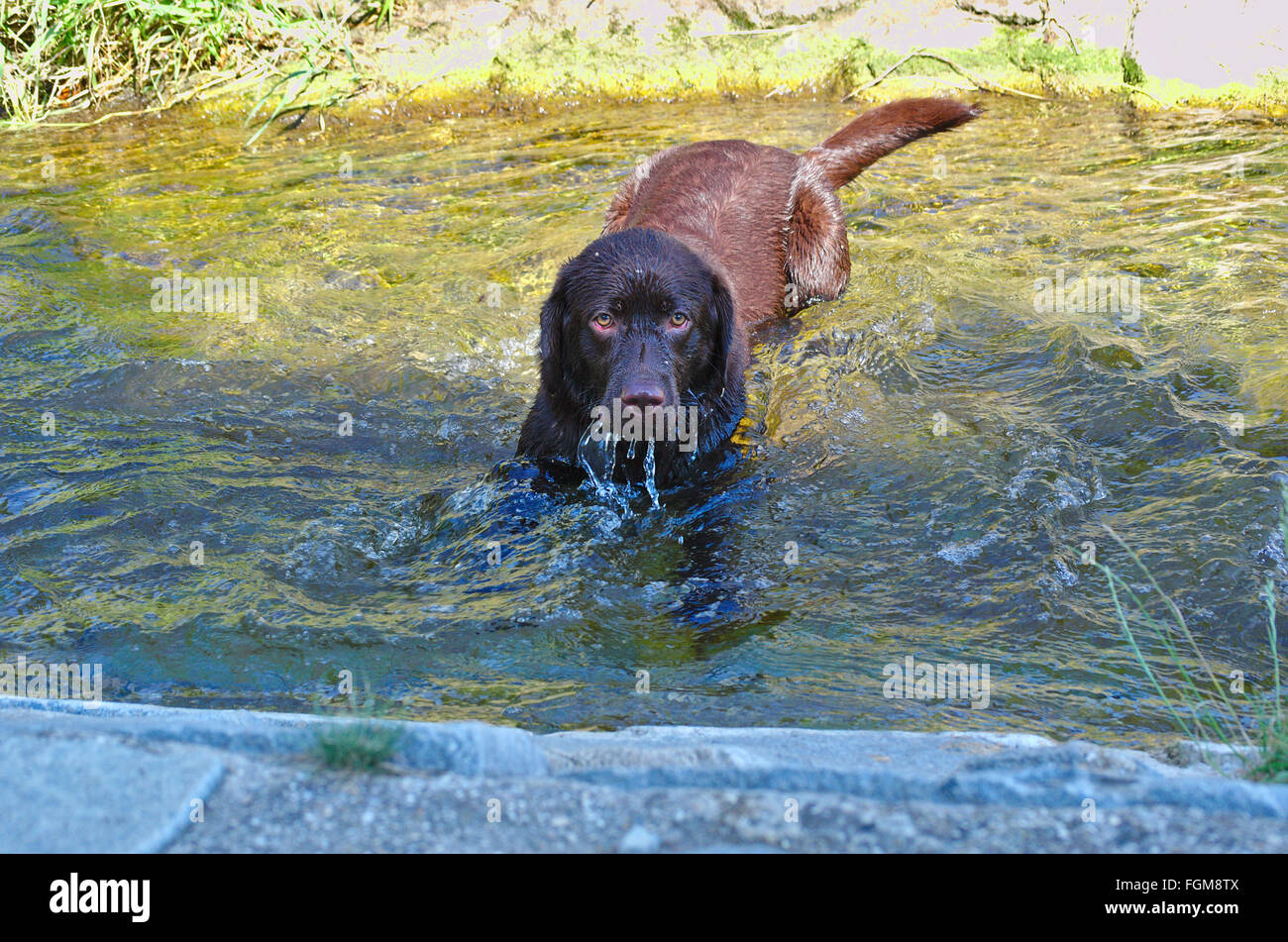 La balneazione Labrador cane Foto Stock