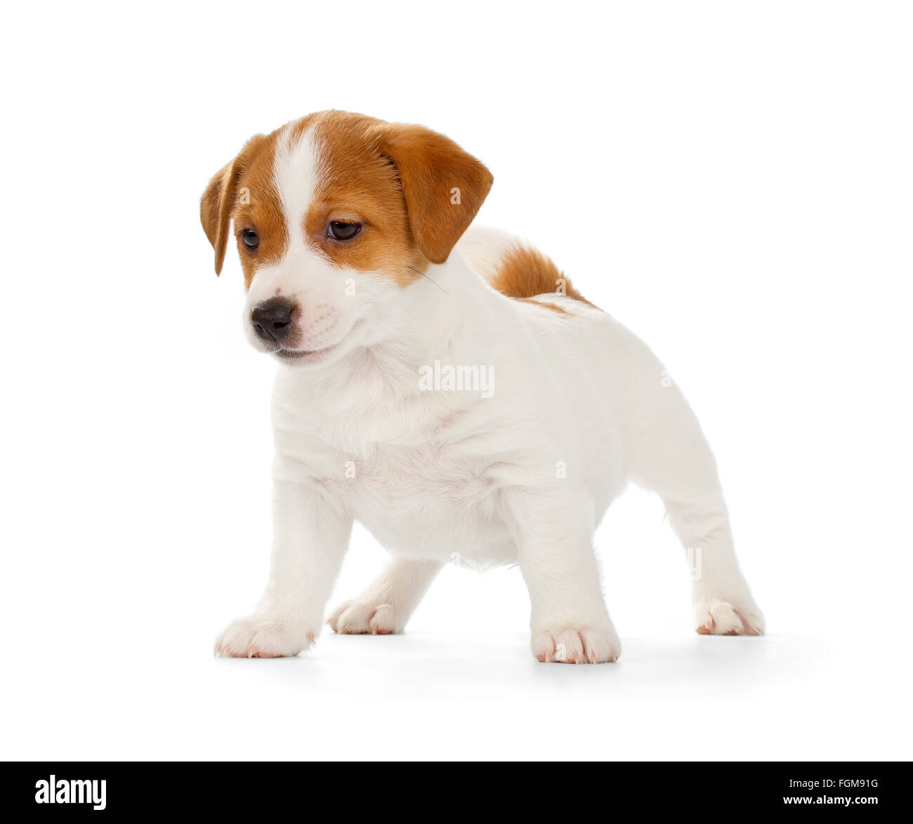 Giocoso Jack Russell Terrier cucciolo isolato su sfondo bianco. Vista frontale, in piedi. Foto Stock