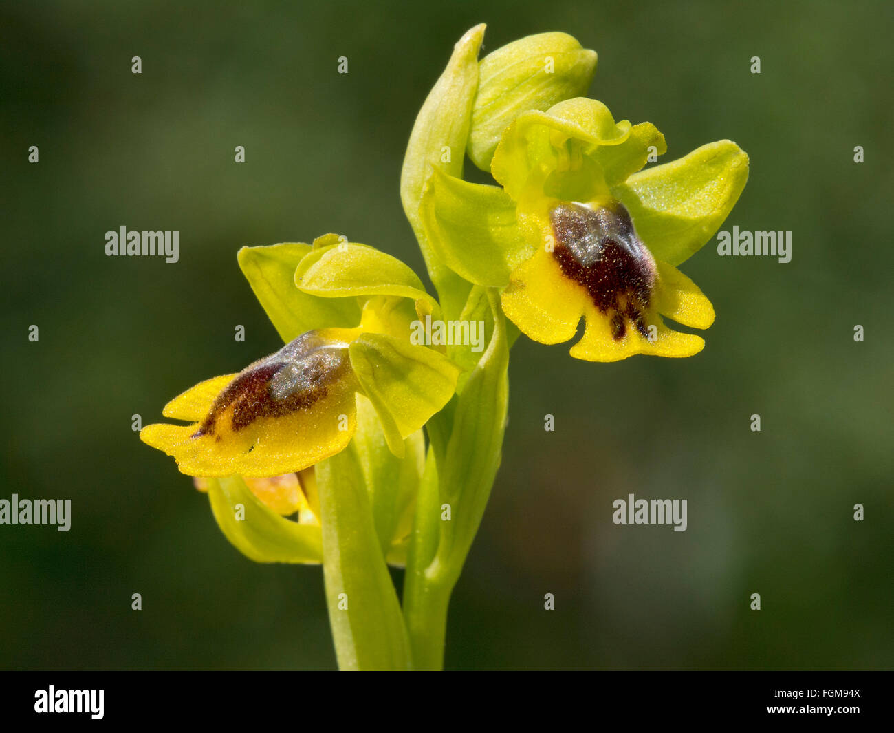 Phrygana orchidea (Ophrys phryganea), interno in Gallura, Tiempo, Sardegna, Italia Foto Stock