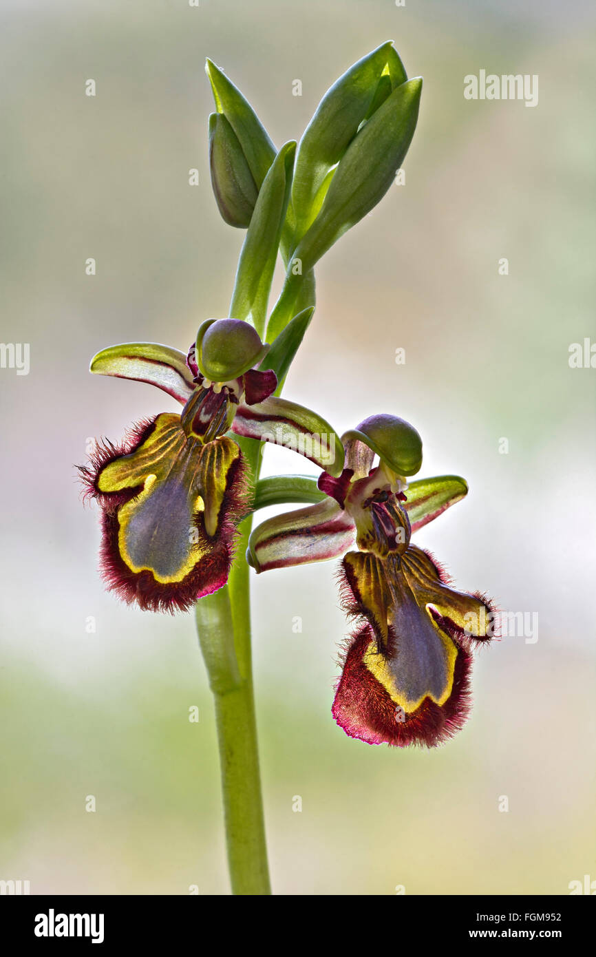 Specchio Bee Orchid (Ophrys speculum), Sardegna, Italia Foto Stock