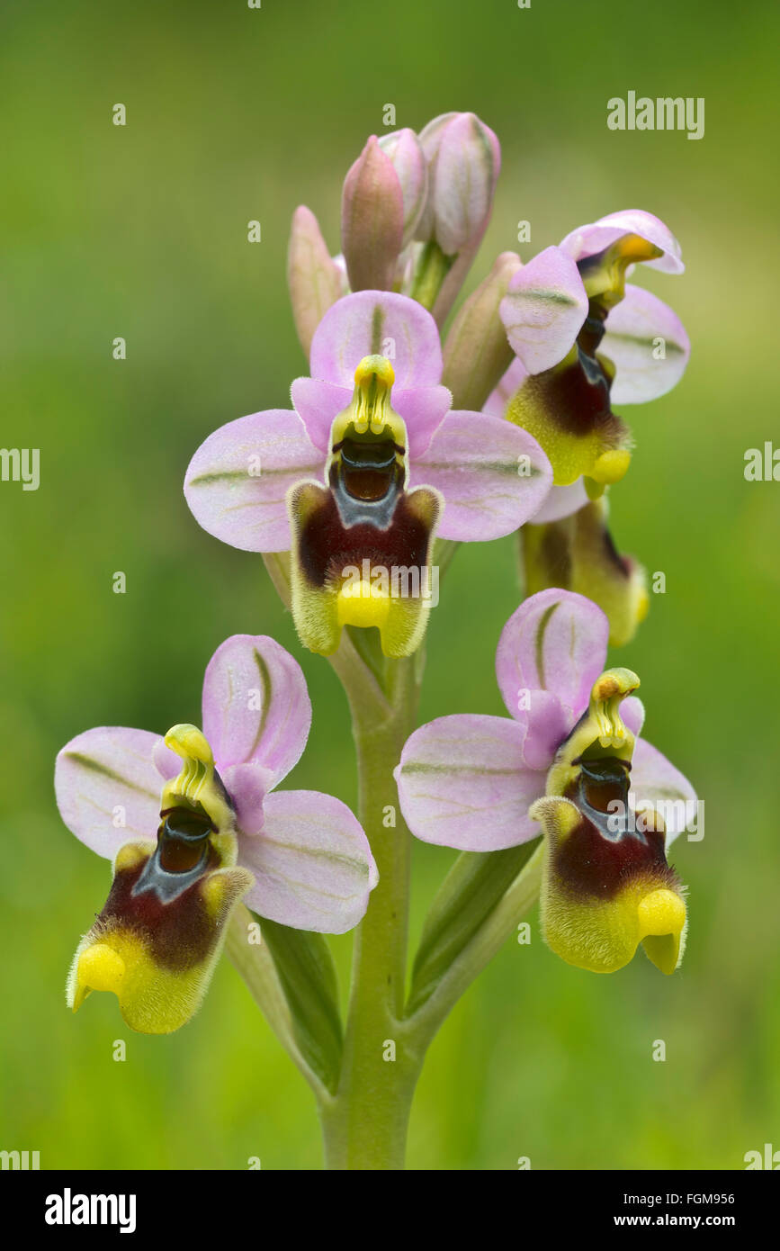 Sawfly orchidea (Ophrys tenthredinifera) S'Ena Arrubia, Arborea, Sardegna, Italia Foto Stock