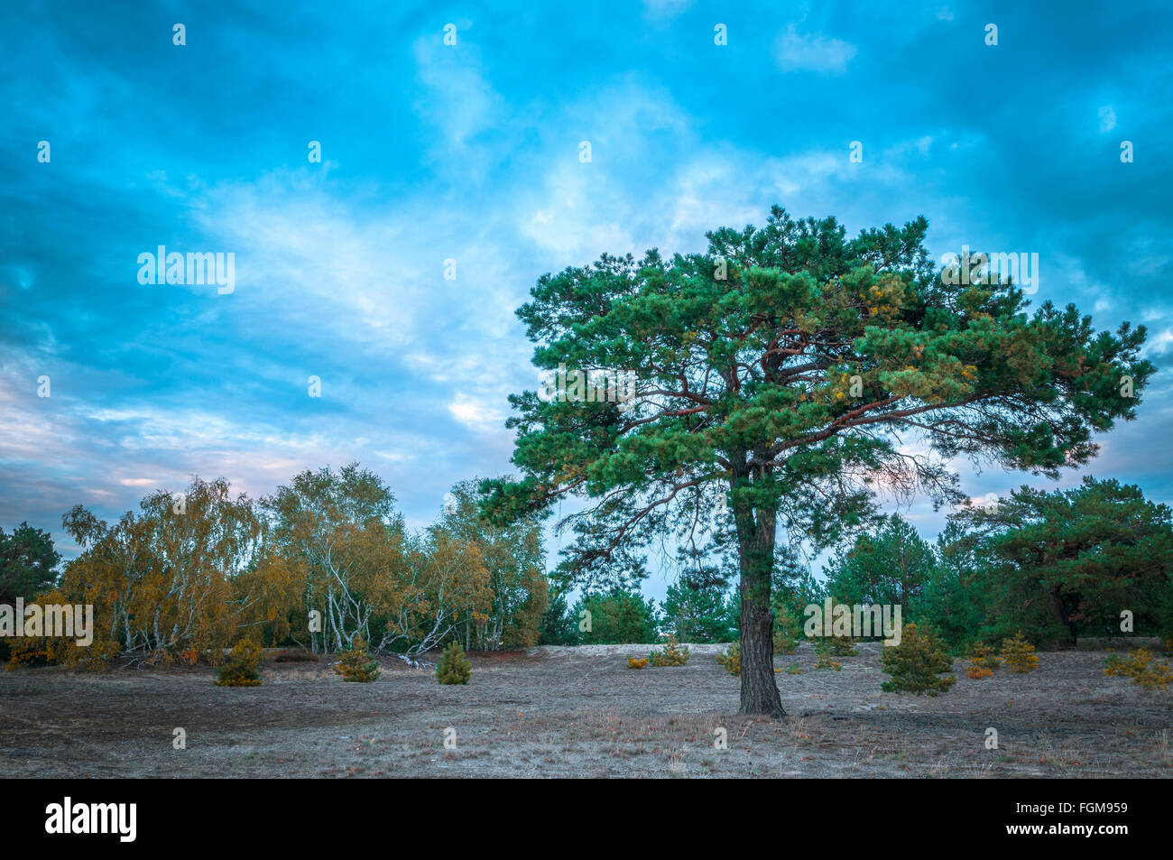 Brughiera con pino silvestre (Pinus sylvestris) tree, Reicherskreuzer Heide und Schwanensee Riserva Naturale, Reicherskreuz Foto Stock