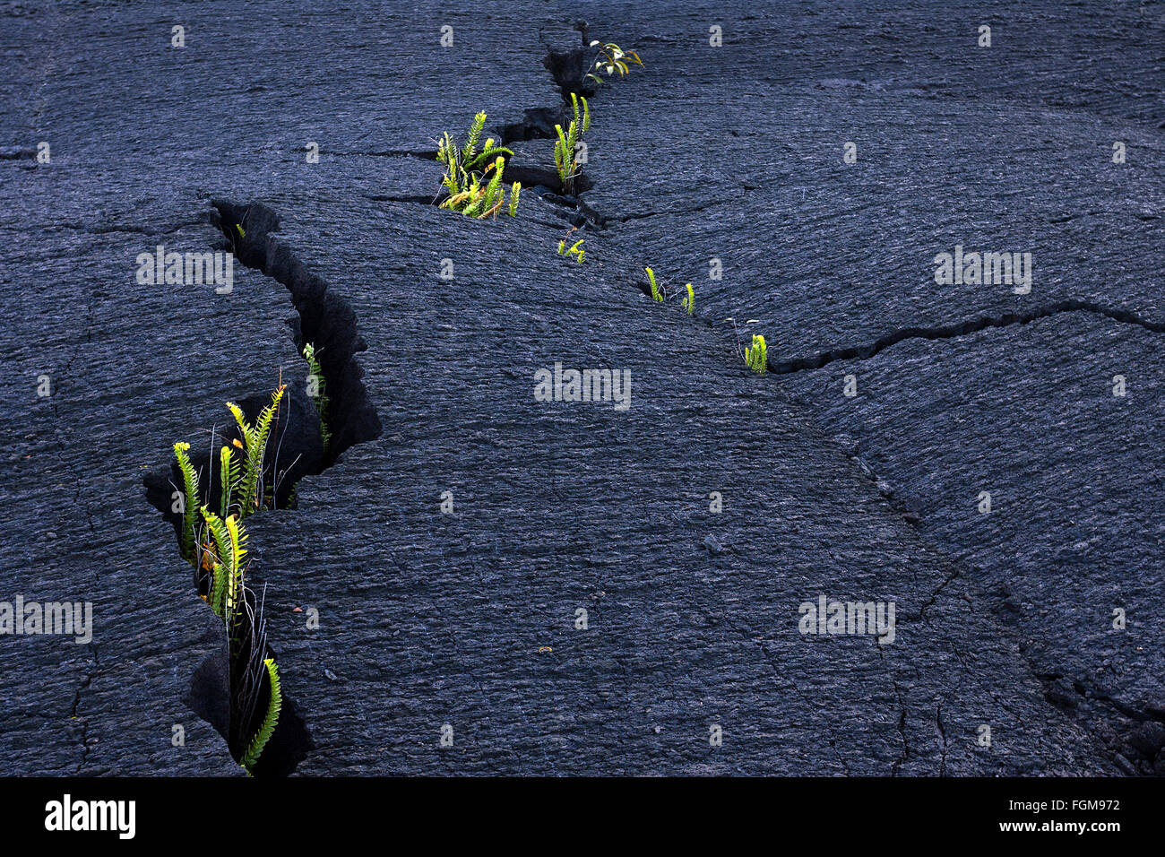 Piante, felci crescono fuori di cricche nella lava, Pointe de la tabella, Réunion Francia Foto Stock Piante, felci crescono fuori di cricche nella lava, Pointe de la tabella, Réunion Francia Foto Stock