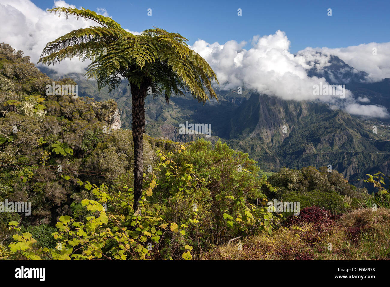 Vista del Cirque de Salazie da Gîte de Bélouve, tree fern (Cyatheales) davanti, Réunion Francia Foto Stock