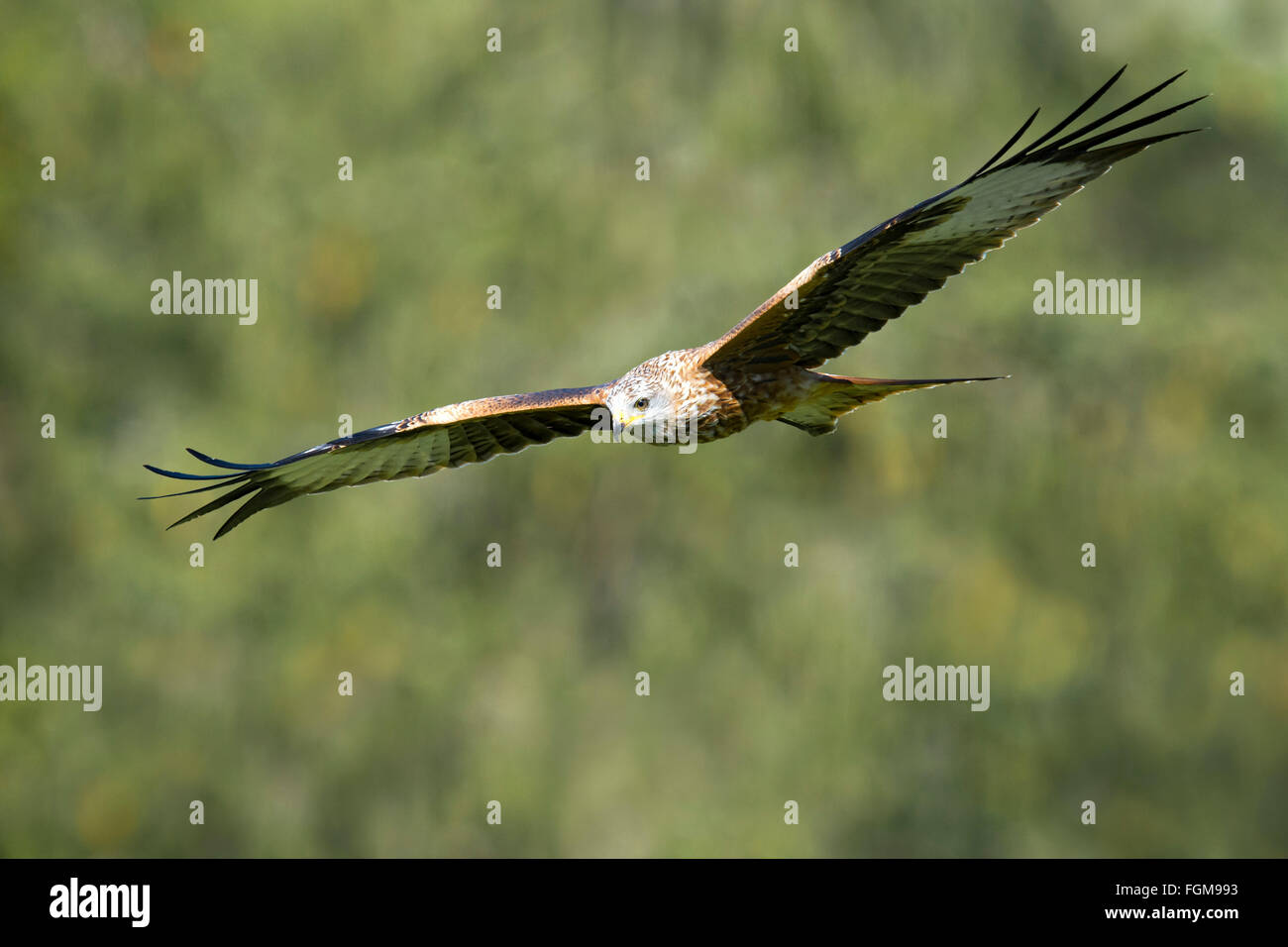 Nibbio reale (Milvus milvus), volare, Weerberg, Tirolo, Austria Foto Stock