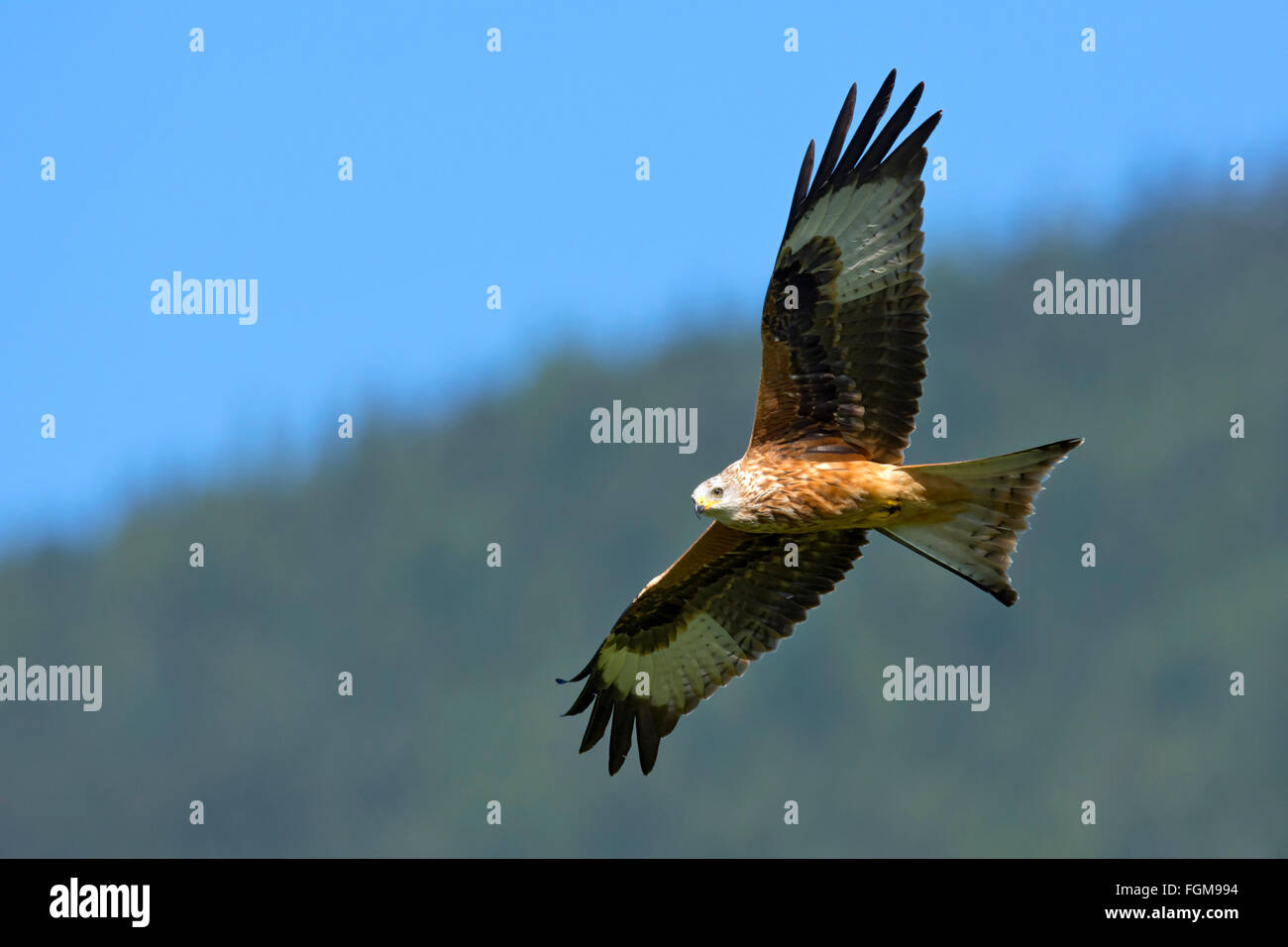 Nibbio reale (Milvus milvus), volare, Weerberg, Tirolo, Austria Foto Stock