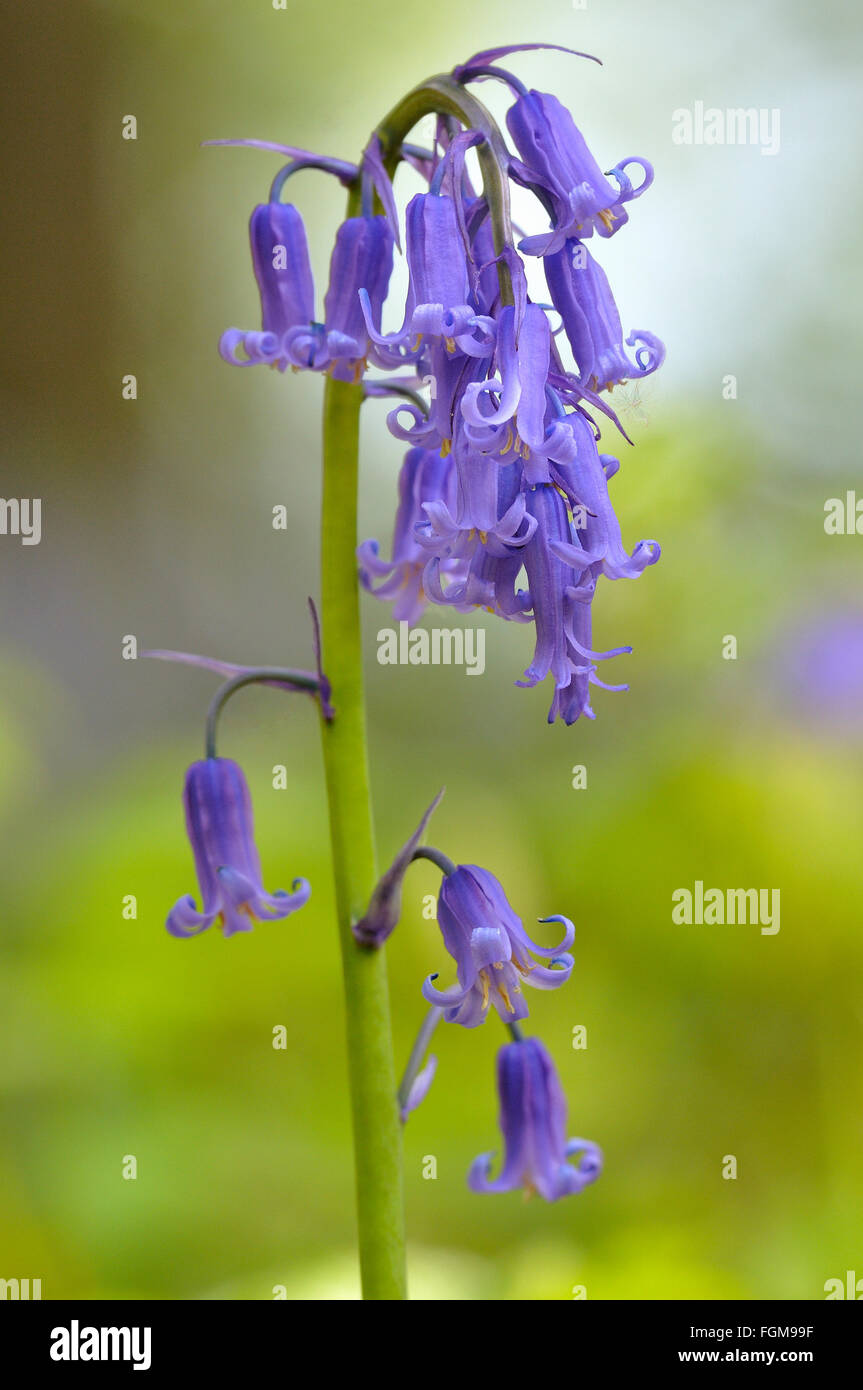 Comune (bluebell Hyacinthoides non scripta), Blossom, Germania Foto Stock