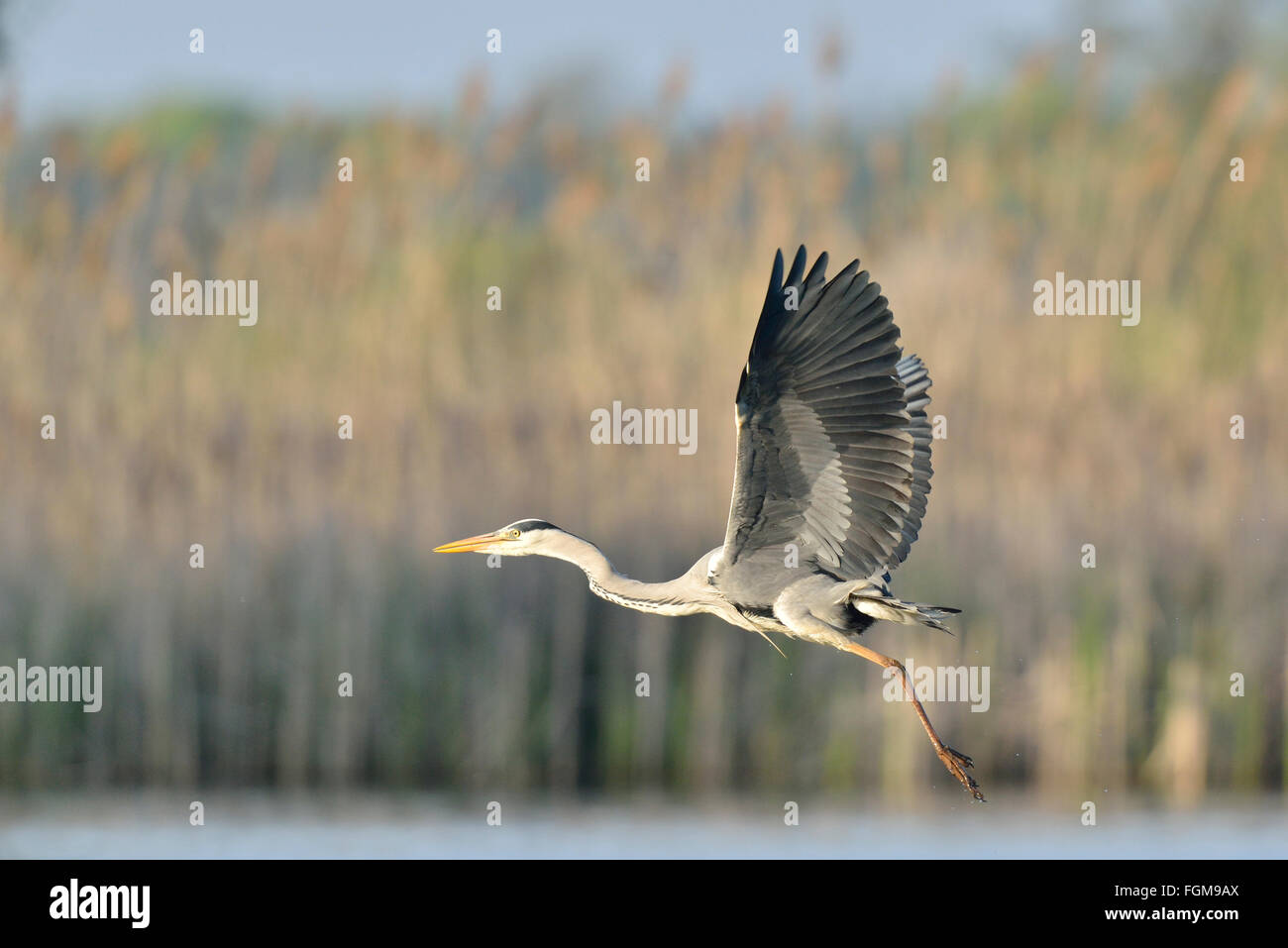 Airone cinerino (Ardea cinerea) volare su un lago in alto Lusatian Heath e laghetto paesaggio, Guttau, Bassa Sassonia, Germania Foto Stock