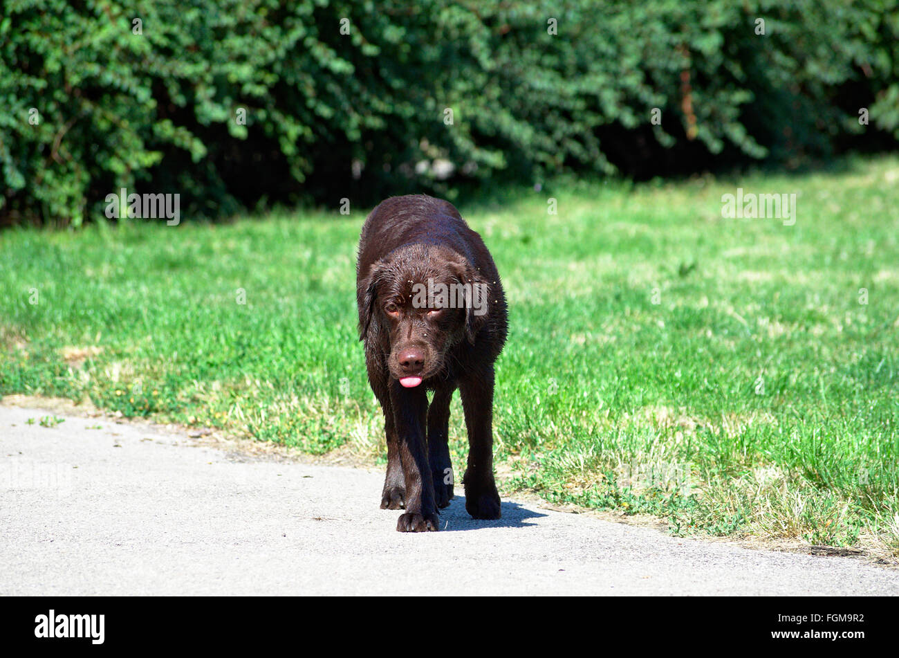 un cane Labrador Foto Stock