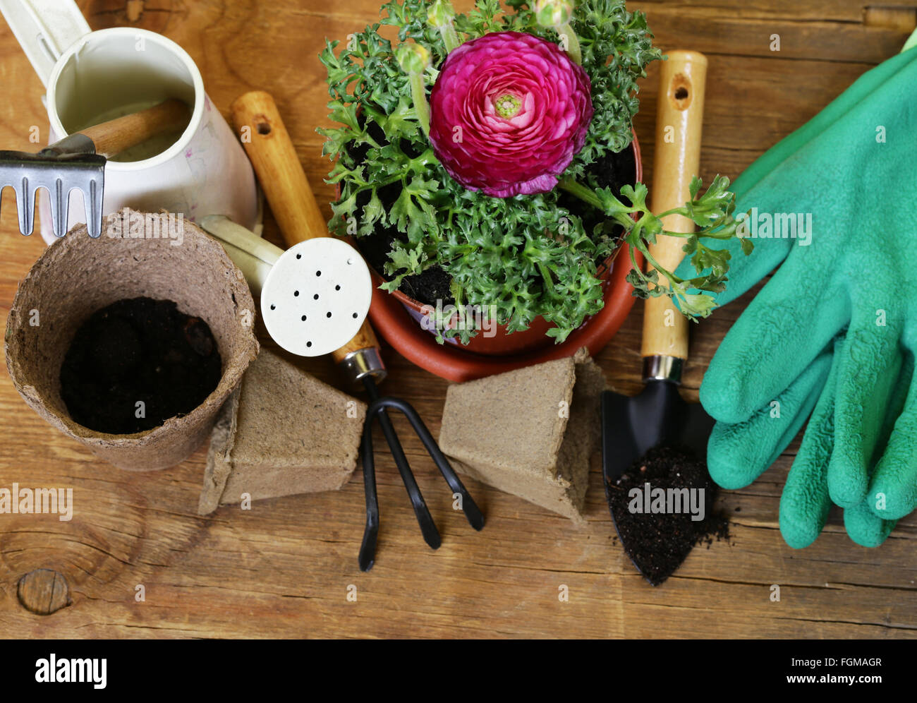 Concetto di giardinaggio - ranuncolo fiore in una pentola e attrezzi da giardino Foto Stock