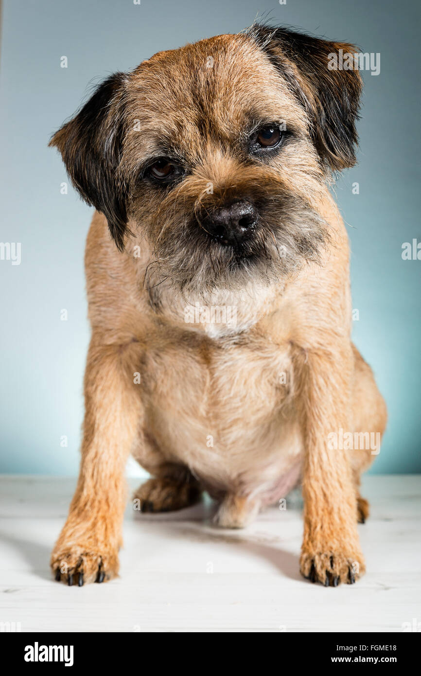 Preparate di fresco adulto Border Terrier Foto Stock