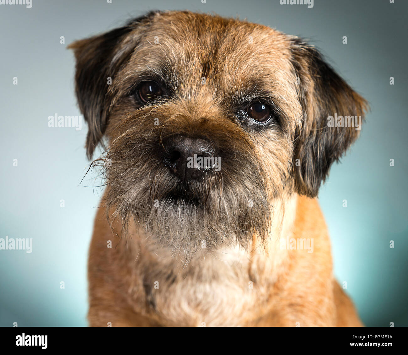 Preparate di fresco adulto Border Terrier Foto Stock