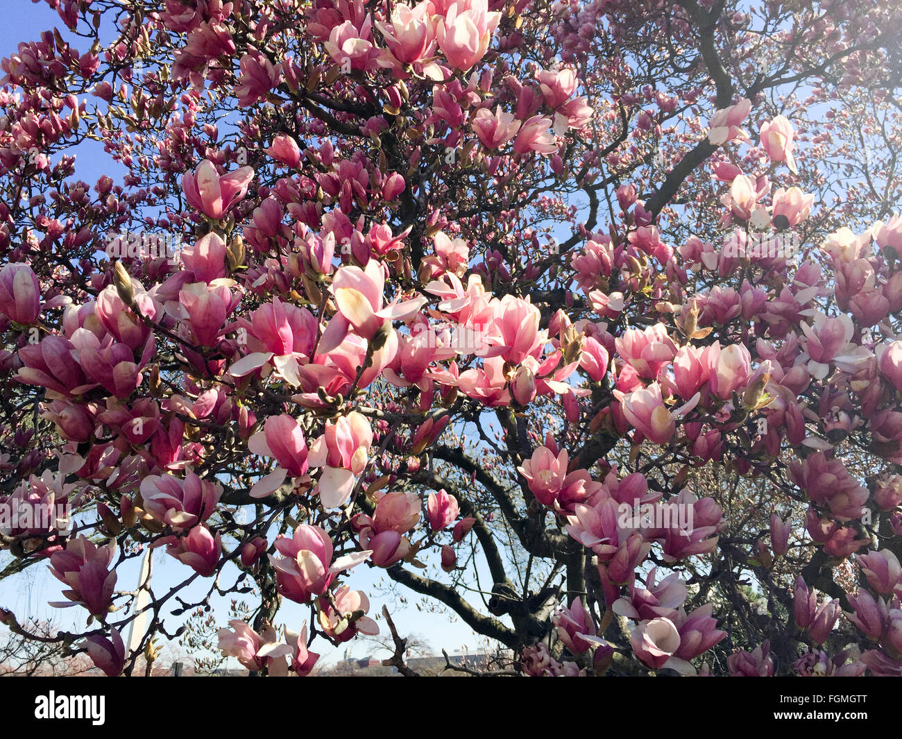 WASHINGTON DC - i fiori di Magnolia fioriscono all'inizio della primavera vicino al bacino delle maree, con il monumento a Washington visibile sullo sfondo. Questi alberi fioriti sono uno dei primi segni di primavera nella capitale, spesso fioriti prima dei più famosi fiori di ciliegio. Foto Stock