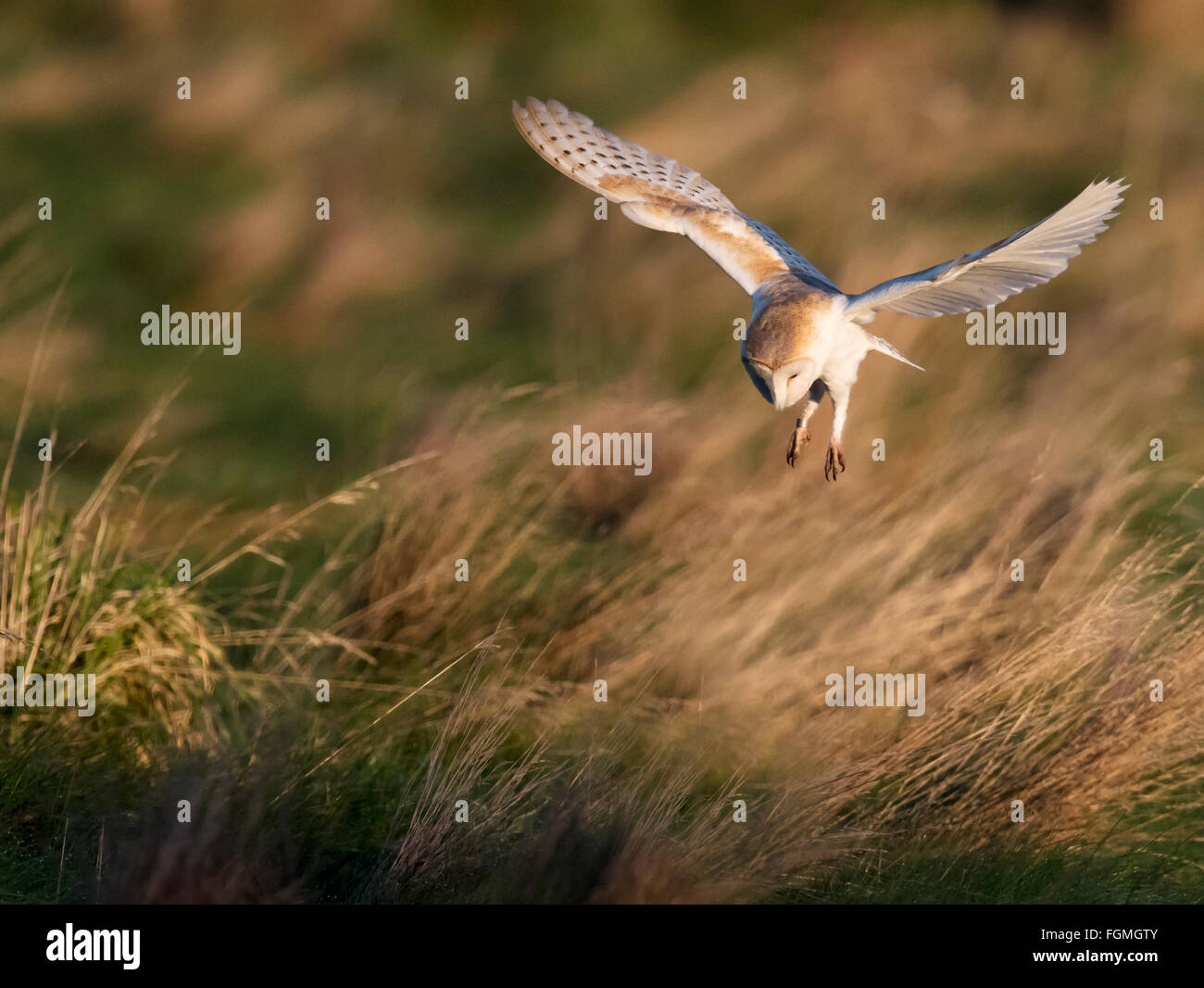 Wild Barbagianni Tyto alba passando sulla preda sulla Norfolk praterie in luce del sole di mattina Foto Stock
