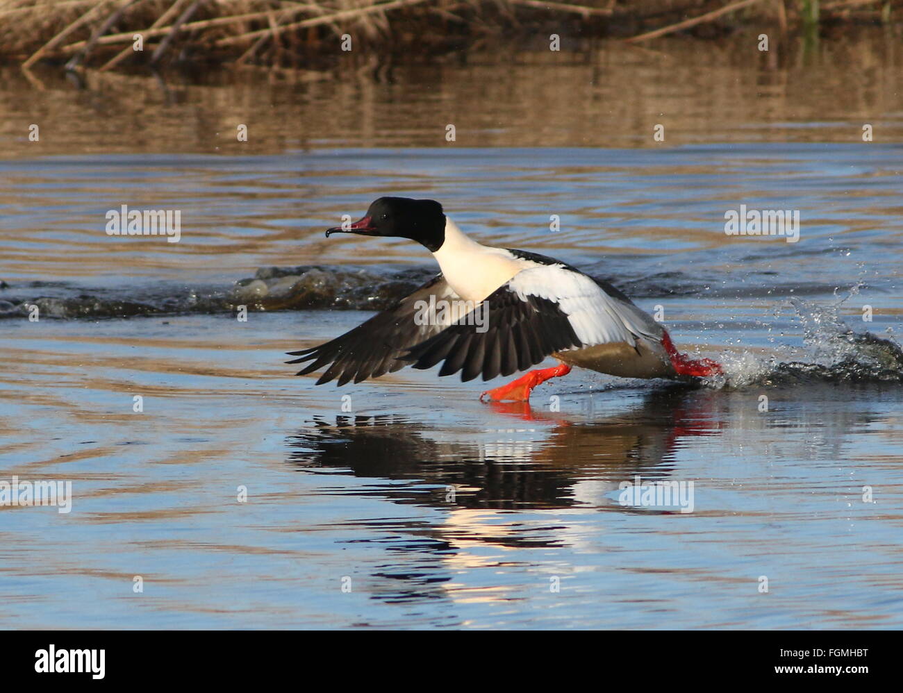 Comune di sesso maschile (Merganser Mergus merganser, a.k.a smergo maggiore) prendendo il largo in volo Foto Stock