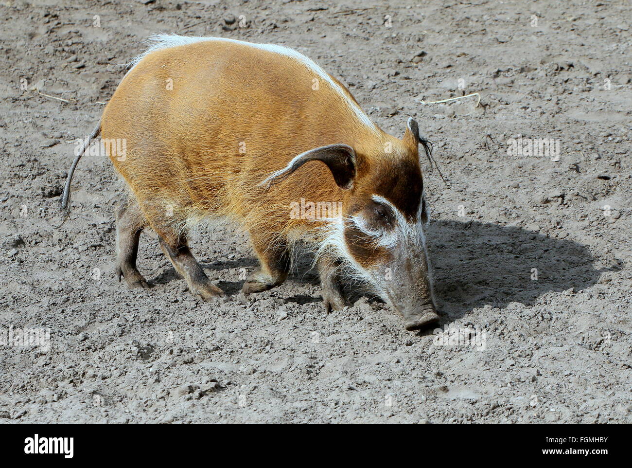 African Red River porco o maiale Bush (Potamochoerus porcus) Foto Stock