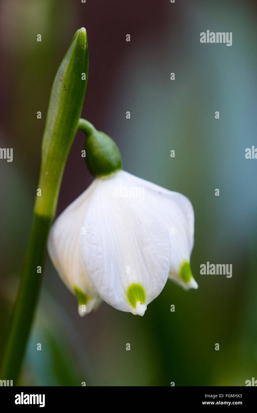 Fiore della piccola, tardo inverno a inizio primavera la fioritura della lampadina, Leucojum vernum Foto Stock