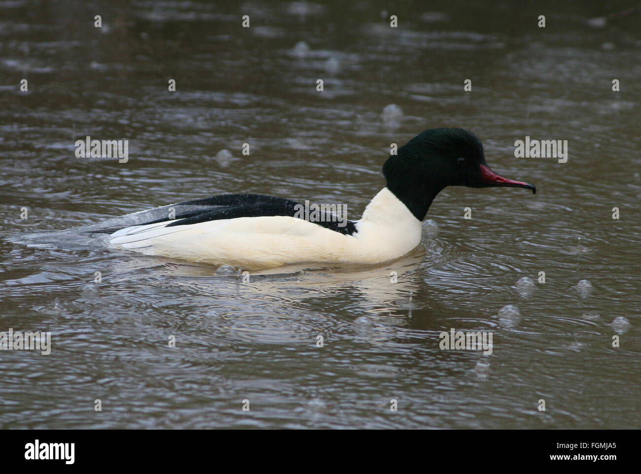 Comune di sesso maschile (Merganser Mergus merganser, a.k.a smergo maggiore) nuotare in un lago, pioggia caduta Foto Stock