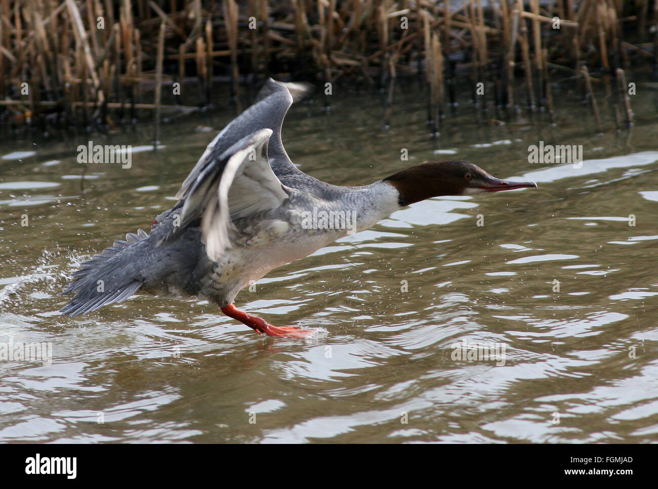 Femmina Merganser comune (Mergus merganser, a.k.a smergo maggiore) prendendo il largo in volo Foto Stock