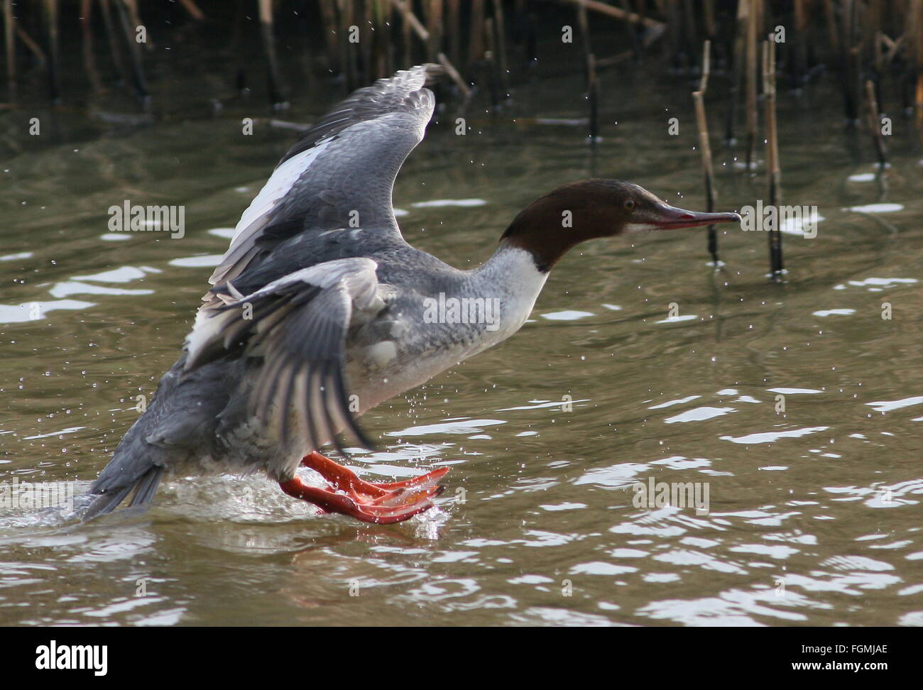 Femmina Merganser comune (Mergus merganser, a.k.a smergo maggiore) toccando sull'acqua Foto Stock