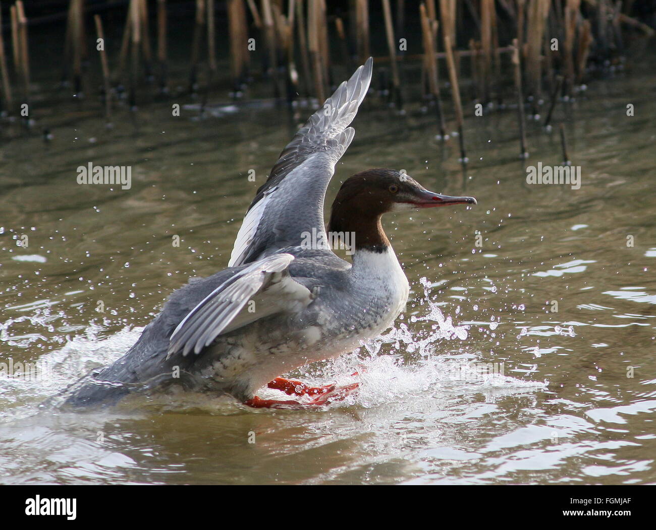 Femmina Merganser comune (Mergus merganser, a.k.a smergo maggiore) toccando sull'acqua Foto Stock