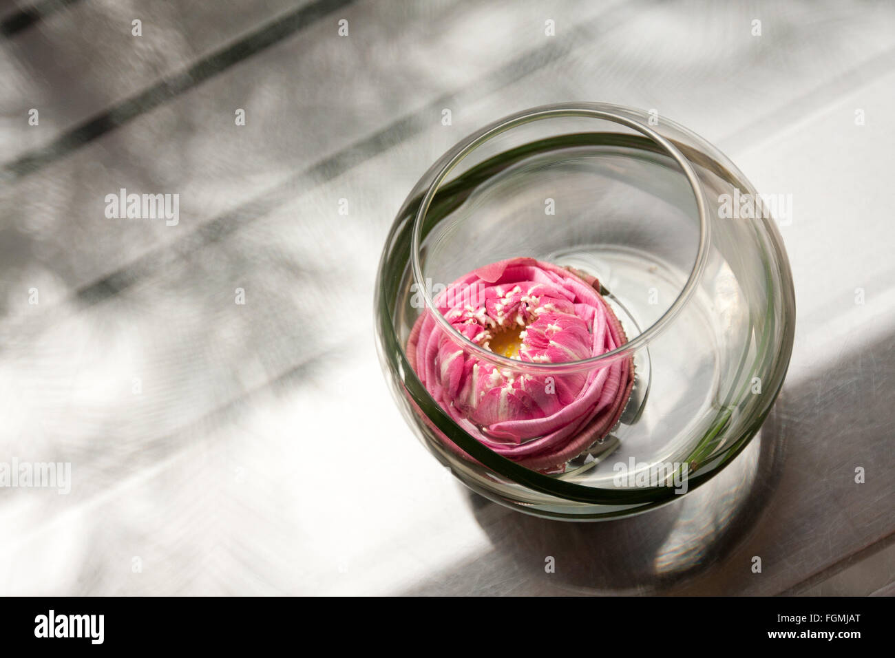 Lotus in una ciotola di vetro Foto Stock
