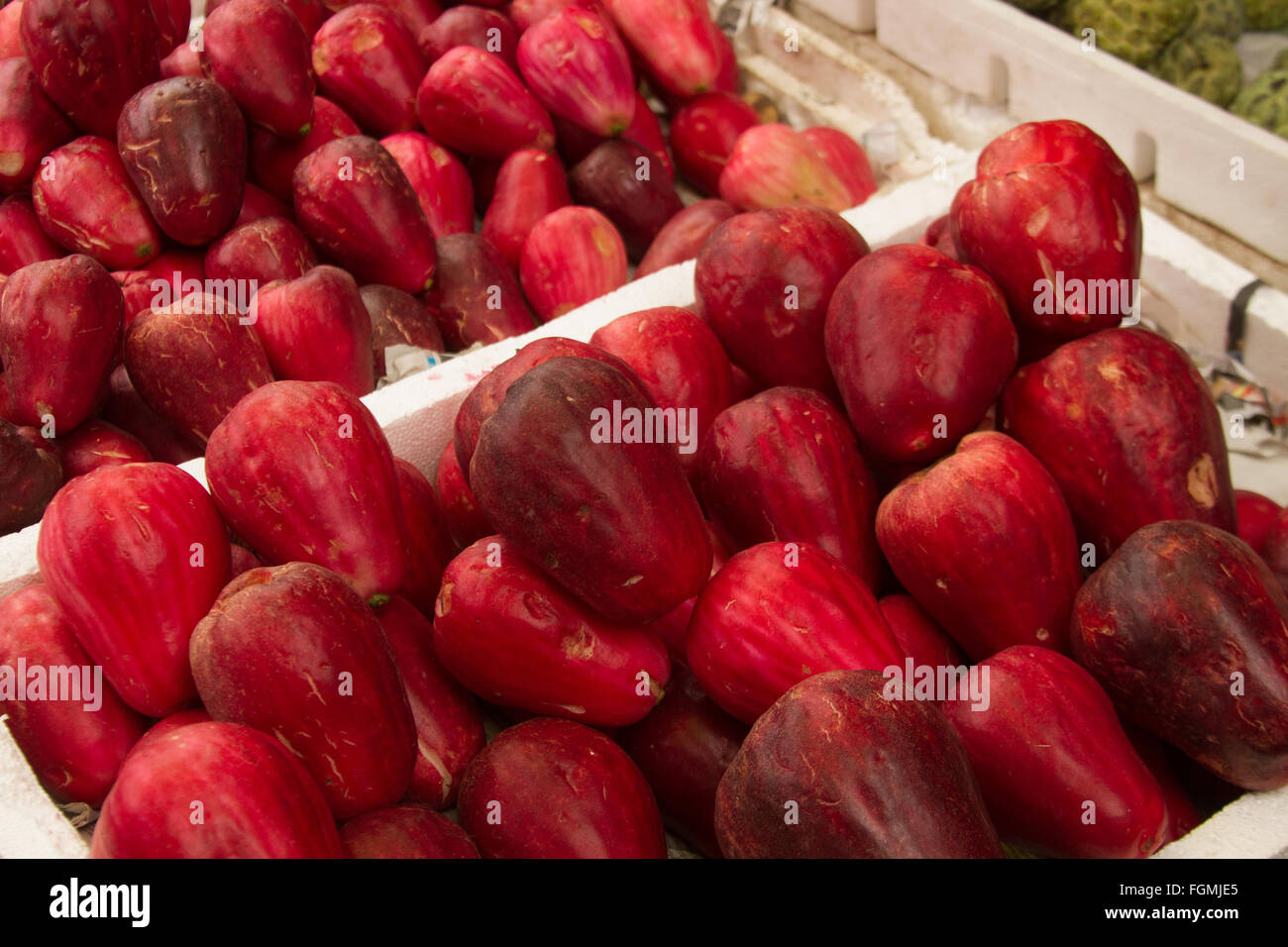 Asian acqua rossa guaiave (Syzygium aqueum) cresciuto principalmente in Malaysia e Indonesia Foto Stock
