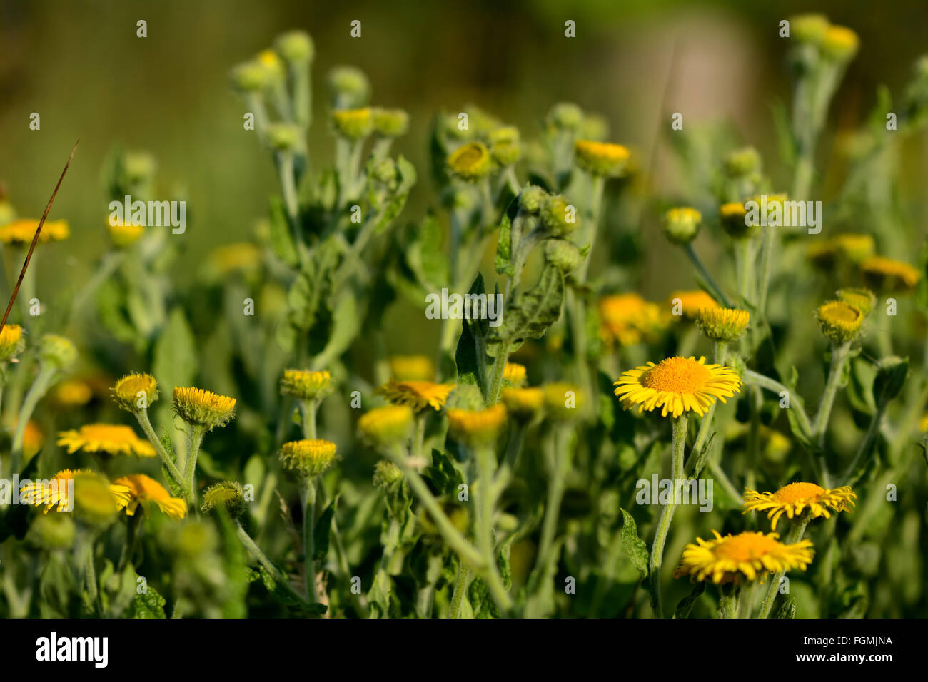 Comune (fleabane Pulicaria dysenterica). Un gruppo di fiori gialli su queste piante in famiglia a margherita (Asteraceae) Foto Stock