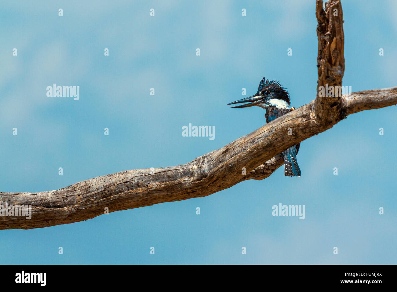 Di inanellare Kingfisher maschio, (Megaceryle torquata) Santarem in Brasile Foto Stock