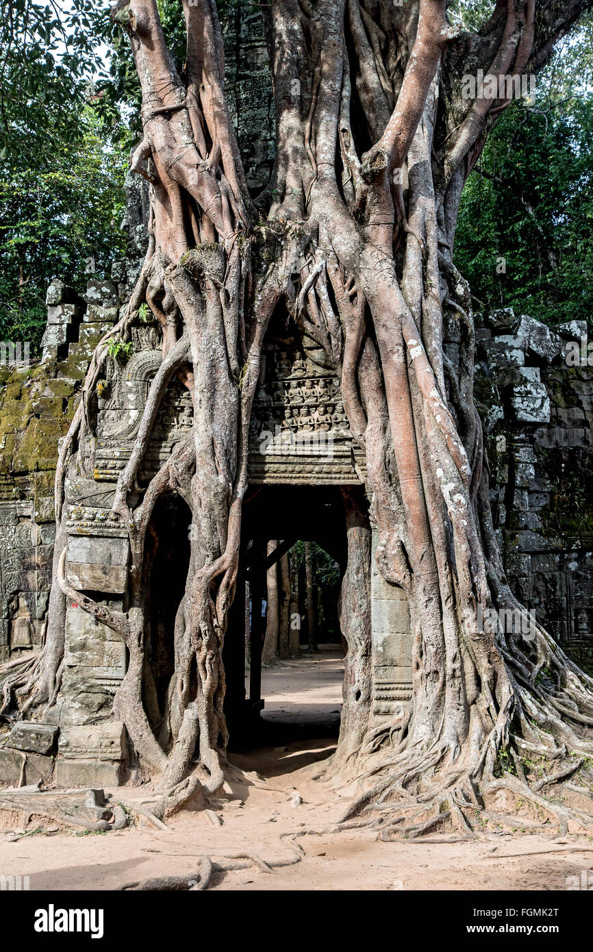 Ta Som (Prasat Ta Saom), parte dei Khmer Angkor tempio complesso Foto Stock