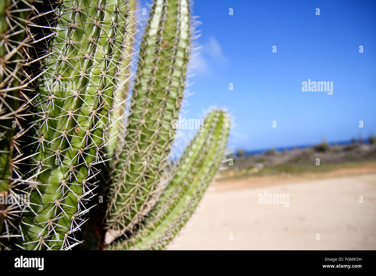 Aruba beach cactus Foto Stock