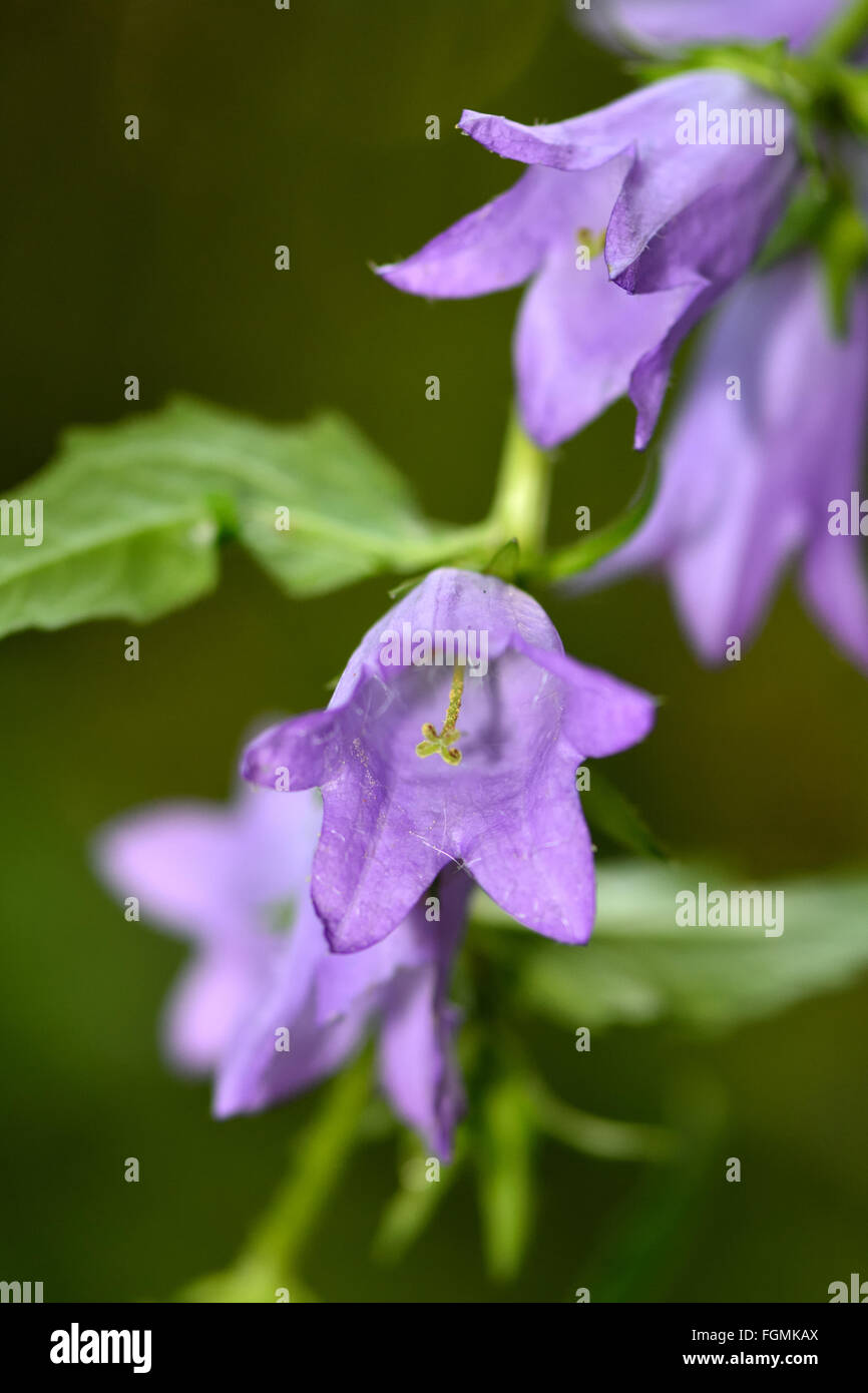Ortica-lasciarono la campanula (Campanula trachelium). Un blu fioritura di fiori selvaggi in un bosco britannico. Campanulaceae Famil Foto Stock