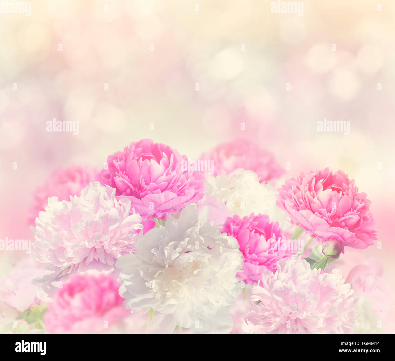 Bianco e rosa peonia fiori Foto Stock