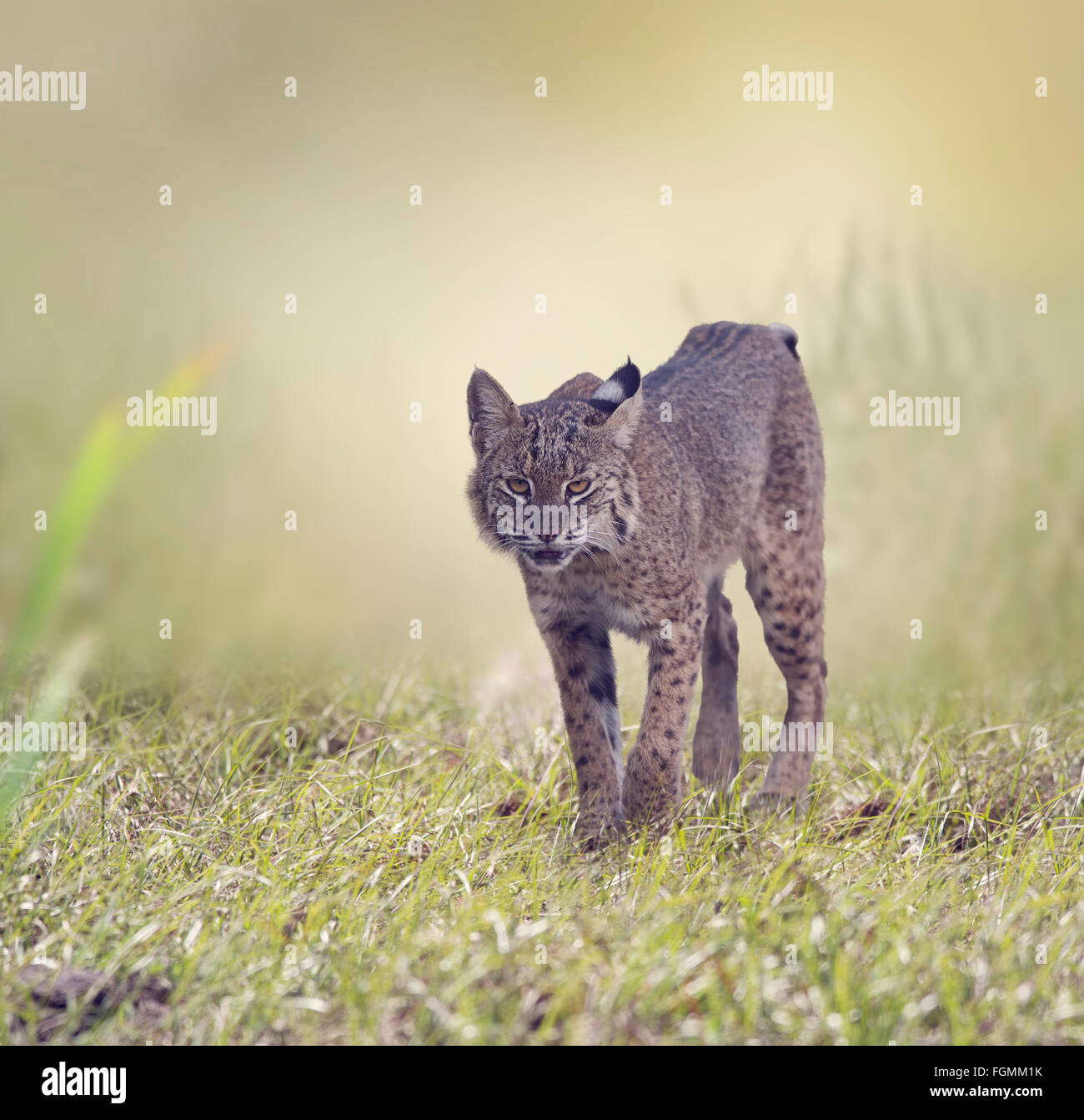 Wild Bobcat camminando in Florida zone umide Foto Stock