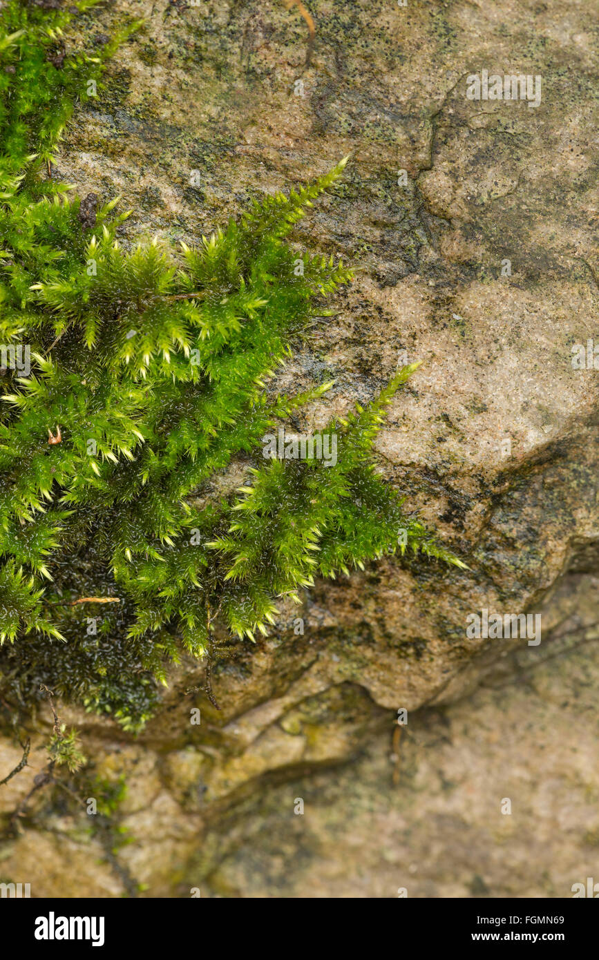 Lussureggiante bosco comune moss spunto su roccia arenaria con la nuova crescita mostra contro verde coperta di moquette vecchia Foto Stock