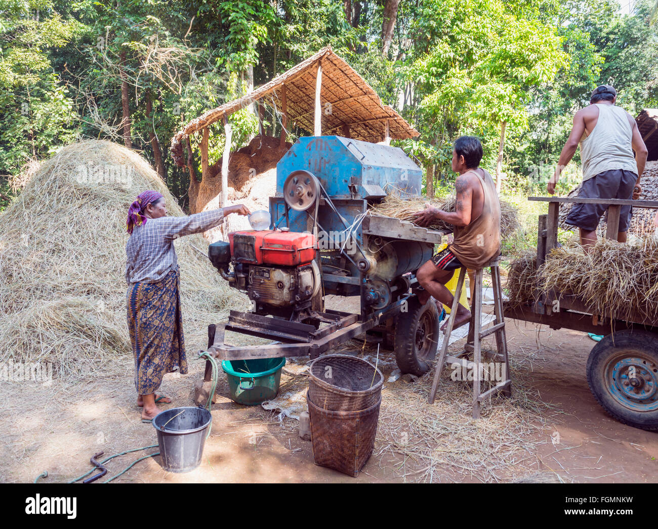 La trebbiatura del riso, Birmania Foto Stock